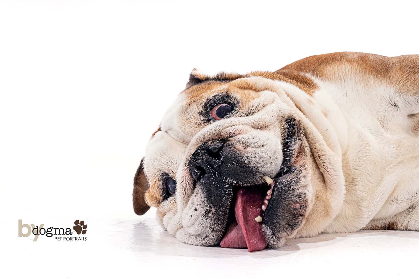 Bulldog Care Southern California Bulldog Rescue